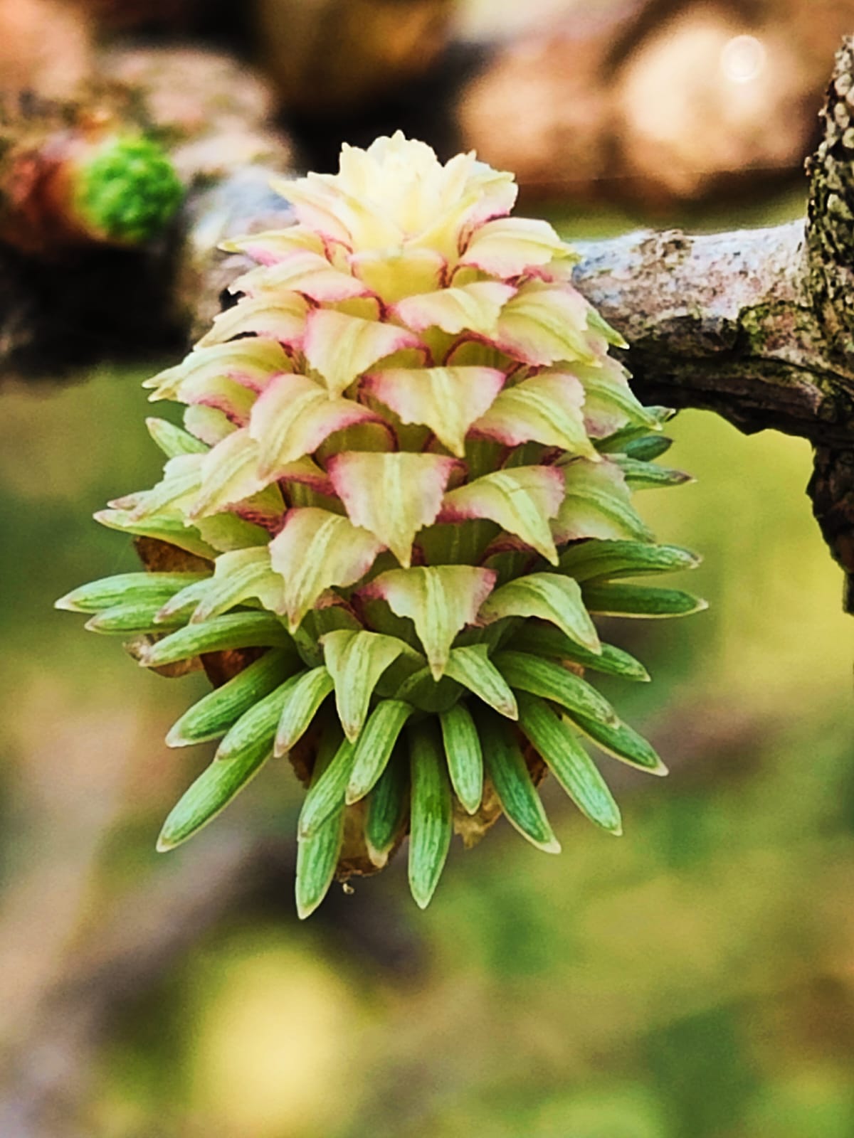 Zen.nl, Zen, meditatie, leren mediteren, foto
